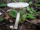 Amanita lividopallescens image