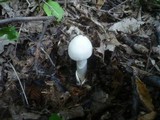 Amanita lividopallescens image