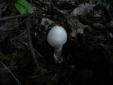 Amanita lividopallescens image
