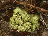 Acarospora schleicheri image
