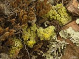 Acarospora schleicheri image