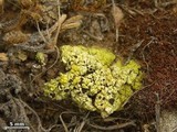 Acarospora schleicheri image