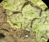 Acarospora schleicheri image