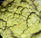 Acarospora schleicheri image