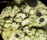 Acarospora schleicheri image