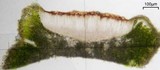 Acarospora schleicheri image