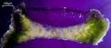 Acarospora schleicheri image
