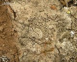 Diploschistes diacapsis image