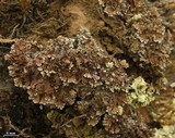 Physconia enteroxantha image