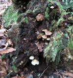 Mycena galericulata image