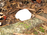 Entoloma abortivum image