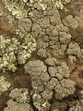Trapeliopsis glaucopholis image