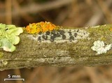 Cliostomum griffithii image