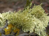 Usnea brattiae image