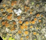 Caloplaca stanfordensis image