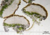 Caloplaca stanfordensis image