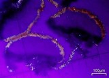 Caloplaca stanfordensis image