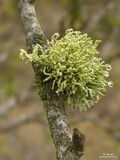 Usnea brattiae image