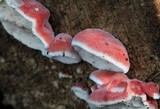 Phlebia incarnata image