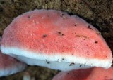 Phlebia incarnata image