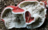 Phlebia incarnata image