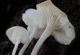 Hemimycena cucullata image