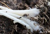 Hemimycena cucullata image