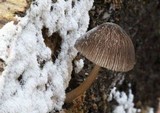 Pluteus longistriatus image