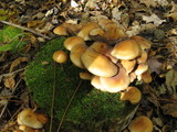 Hypholoma capnoides image