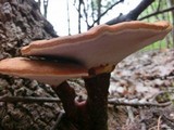 Ganoderma curtisii image