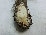 Leccinum snellii image