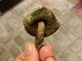 Boletellus chrysenteroides image