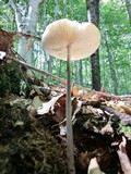 Xerula furfuracea image