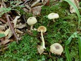 Lactarius griseus image