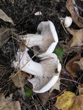 Clitocybe robusta image