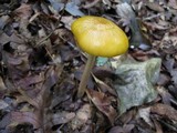 Xerula radicata image