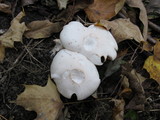 Clitocybe robusta image