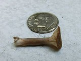 Lactarius griseus image