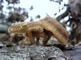 Lentinus bertieri image