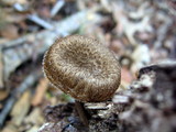 Lentinus bertieri image