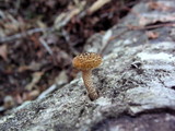 Lentinus bertieri image