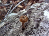 Lentinus bertieri image