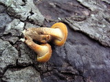 Lentinus bertieri image
