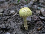 Amanita flavorubens image