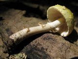 Amanita flavorubens image