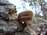 Lentinus bertieri image