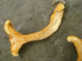 Hygrophoropsis aurantiaca image