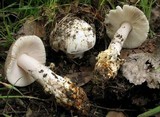 Amanita protecta image