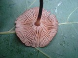 Gymnopus subnudus image