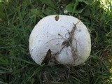 Calvatia pachyderma image